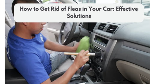 How to Get Rid of Fleas in Your Car: Effective Solutions