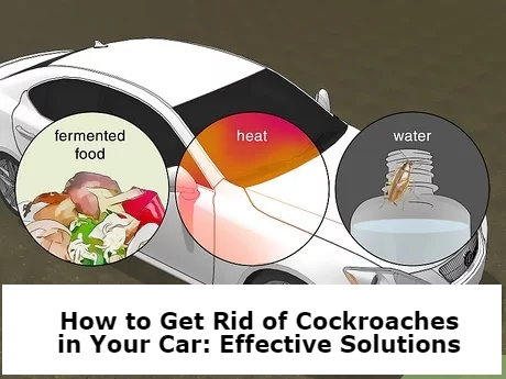 How to Get Rid of Cockroaches in Your Car