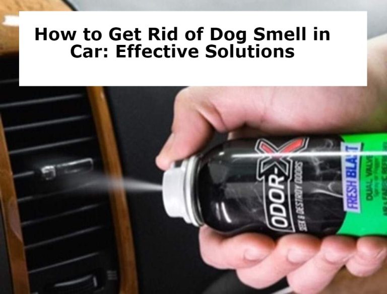 How to Get Rid of Dog Smell in Car