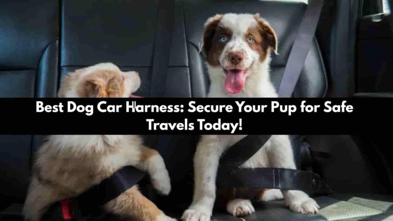 Best Dog Car Harness